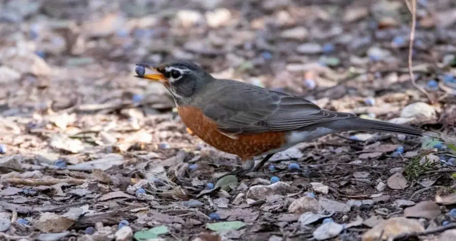 Michigan State Bird - American Robin