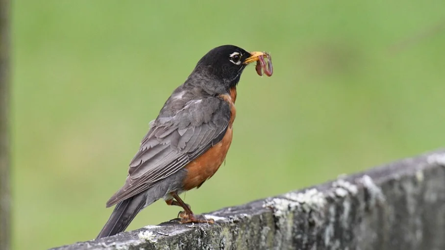 Michigan State Bird - American Robin