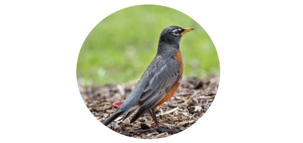 Michigan State Bird - American Robin