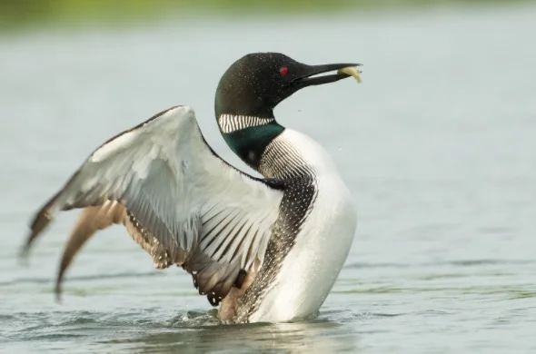 Minnesota State Bird - Common loon