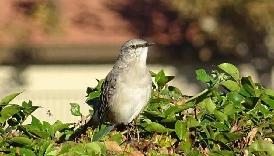 Mississippi State Bird - Northern Mockingbird