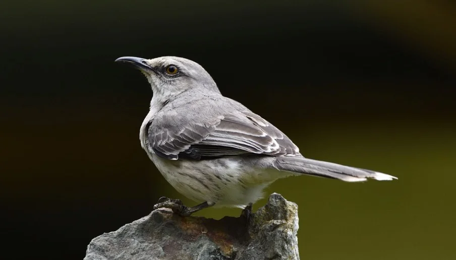 Mississippi State Bird - Northern Mockingbird