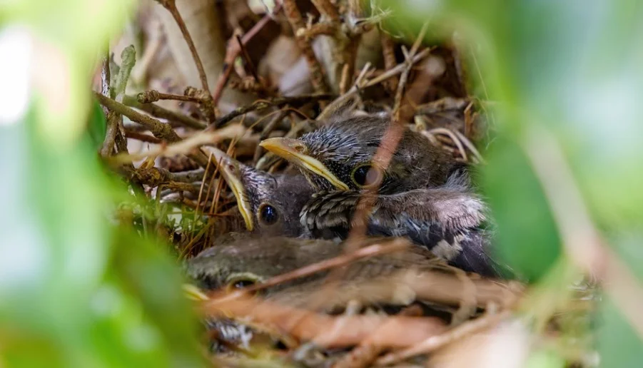 Mississippi State Bird - Northern Mockingbird