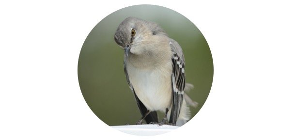 Mississippi State Bird - Northern Mockingbird