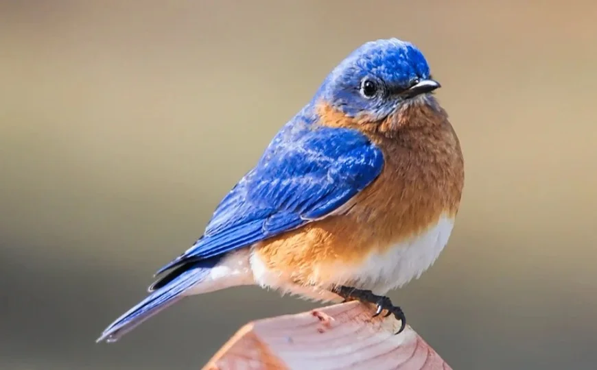 Missouri State Bird - Eastern Bluebird