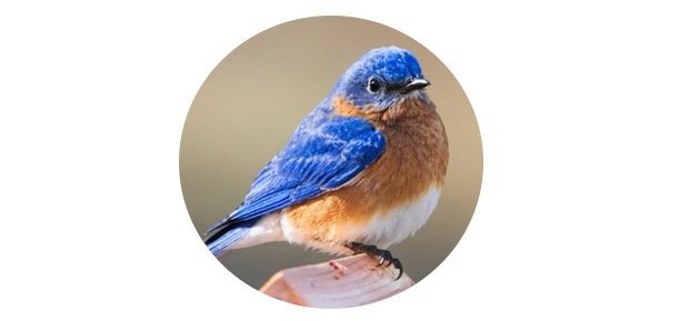 Missouri State Bird - Eastern Bluebird