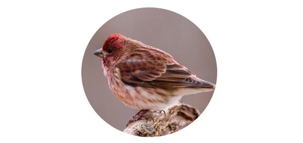 New Hampshire State Bird - Purple Finch