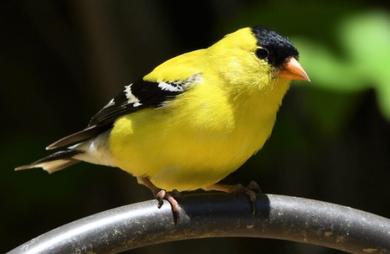 New Jersey State Bird Description, Pictures, & Fun Facts