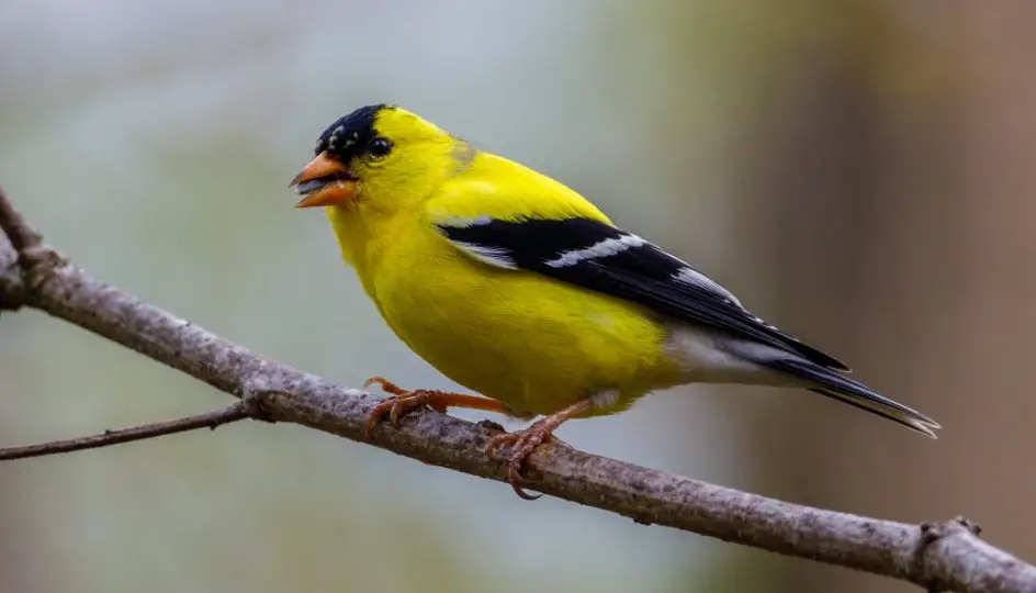 New Jersey State Bird - American Goldfinch