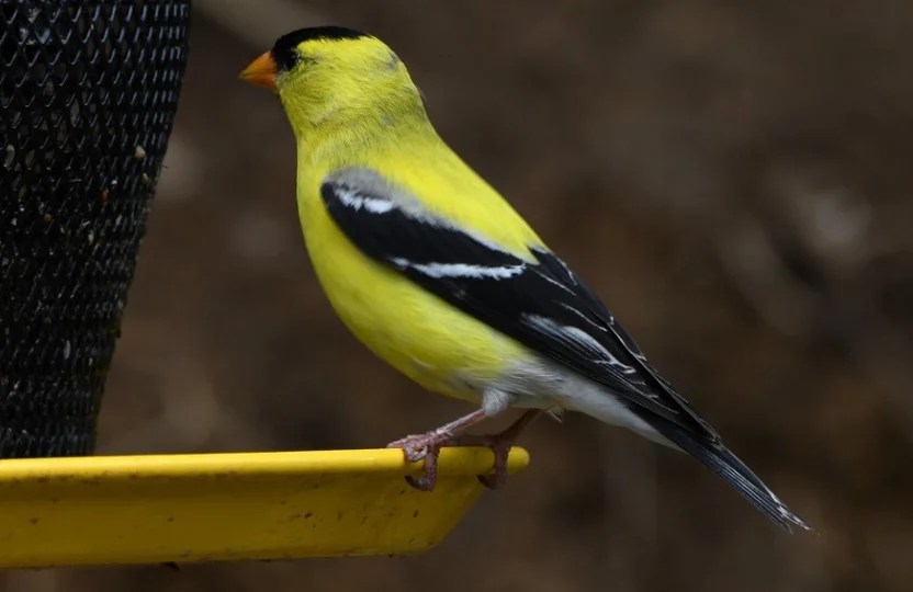 New Jersey State Bird - American Goldfinch