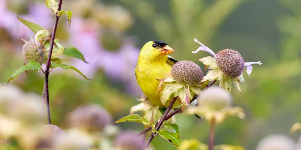 New Jersey State Bird - American Goldfinch