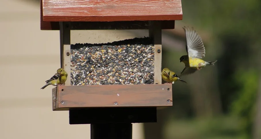 New Jersey State Bird - American Goldfinch