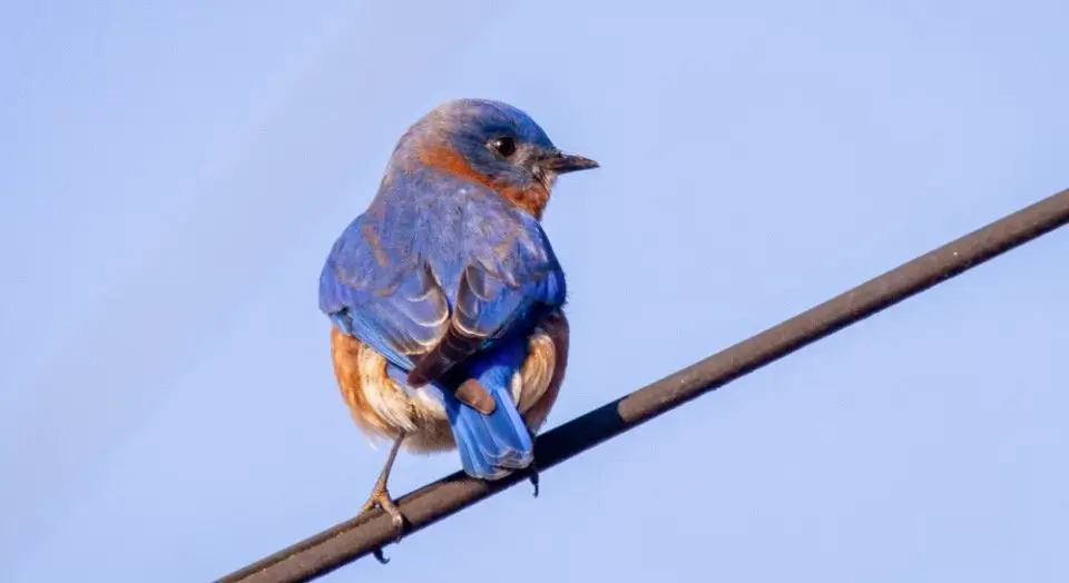 New York State Bird - Eastern Bluebird