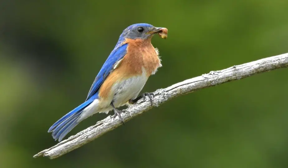 New York State Bird - Eastern Bluebird