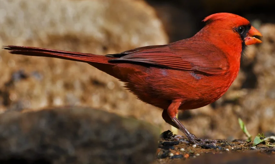 North Carolina State Bird - Northern Cardinal