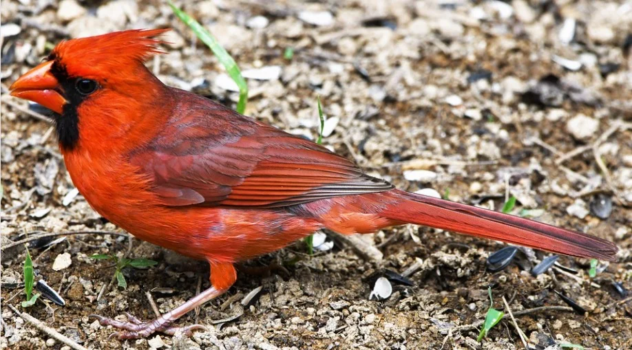 North Carolina State Bird - Northern Cardinal