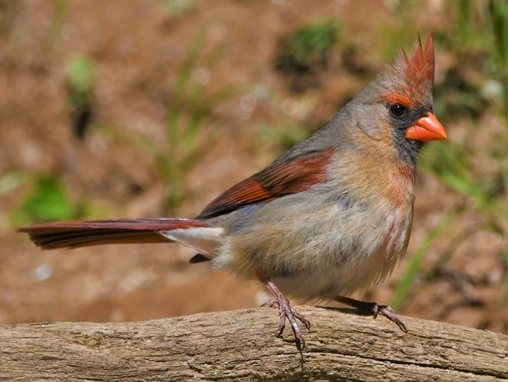 North Carolina State Bird - Northern Cardinal