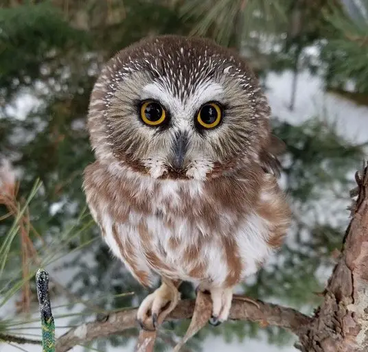 Northern Saw-Whet Owl - Owl Species in Arkansas