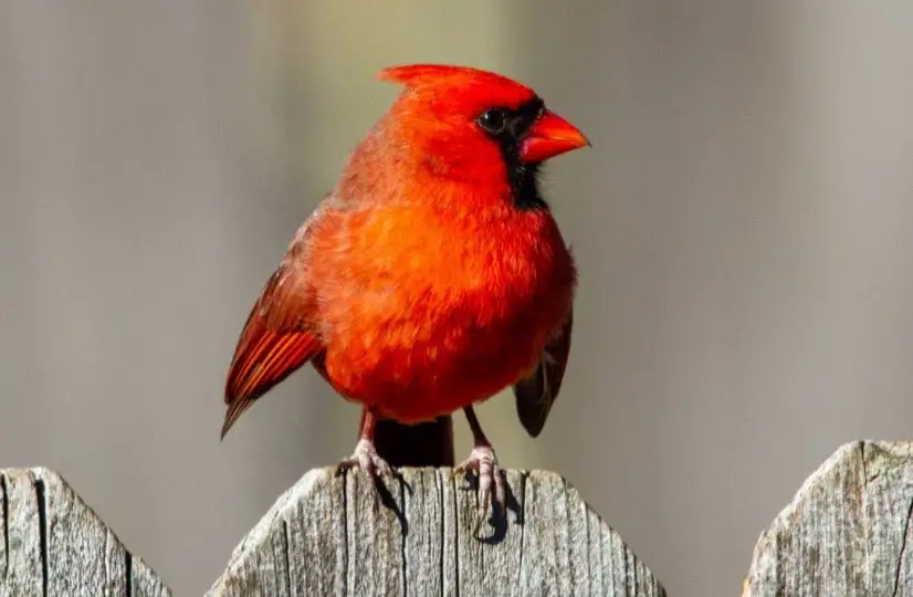 Ohio State Bird - Northern Cardinal