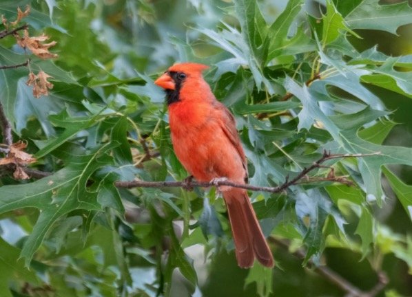 Ohio State Bird - Northern Cardinal