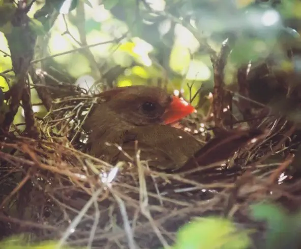 Ohio State Bird - Northern Cardinal