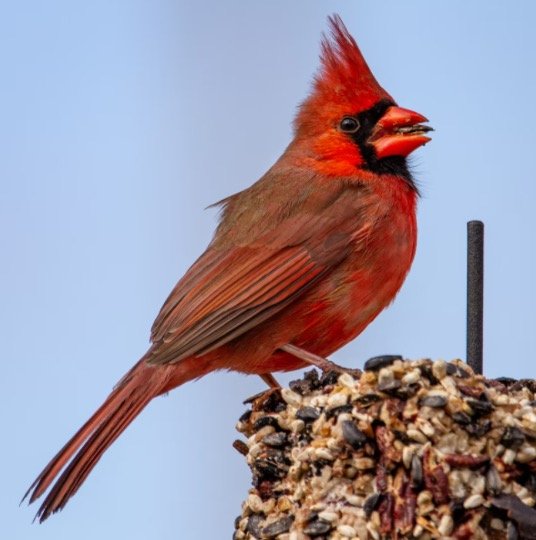 Ohio State Bird - Northern Cardinal