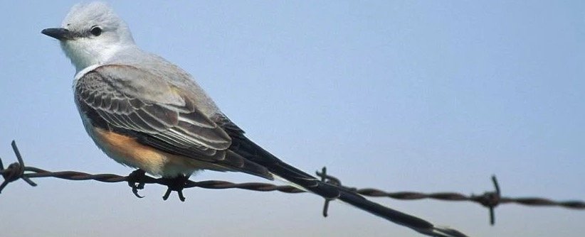 Oklahoma State Bird - Scissor-tailed Flycatcher