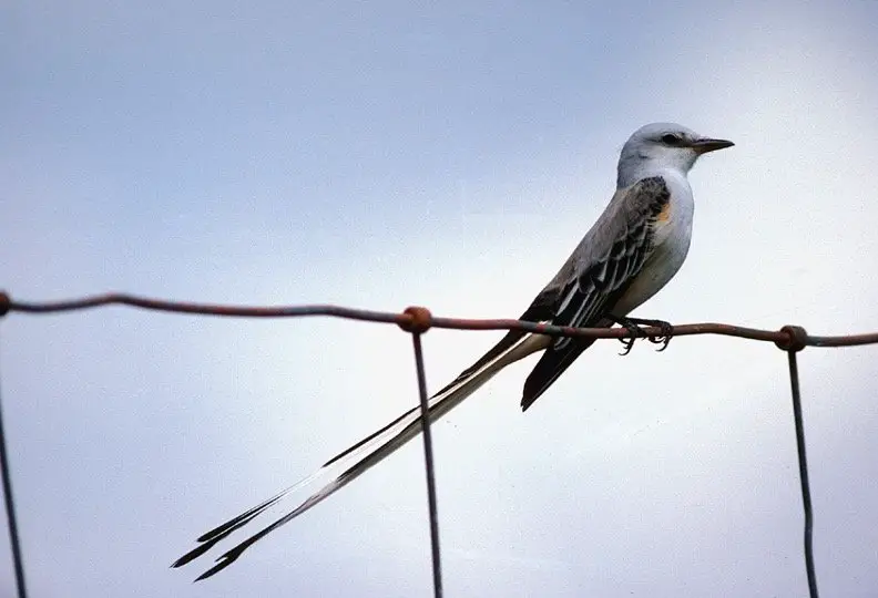 Oklahoma State Bird - Scissor-tailed Flycatcher