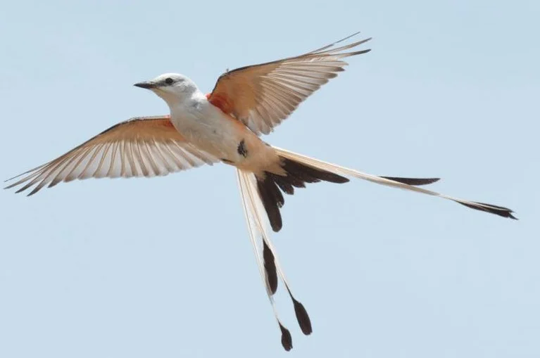 Oklahoma State Bird - Scissor-tailed Flycatcher