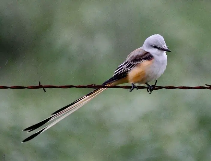 Oklahoma State Bird - Scissor-tailed Flycatcher
