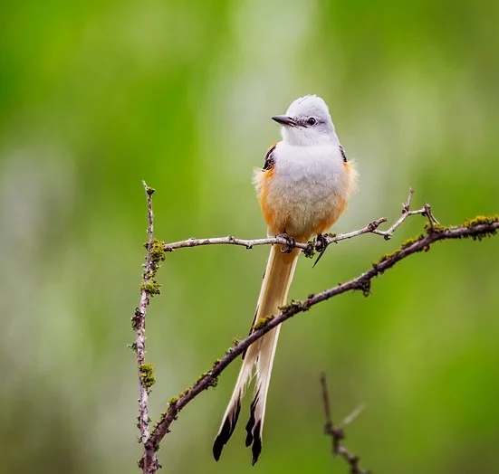 Oklahoma State Bird - Scissor-tailed Flycatcher