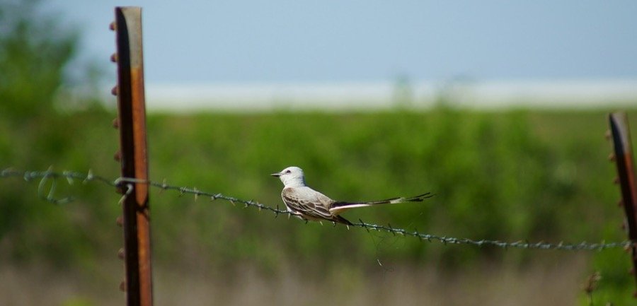 Oklahoma State Bird - Scissor-tailed Flycatcher