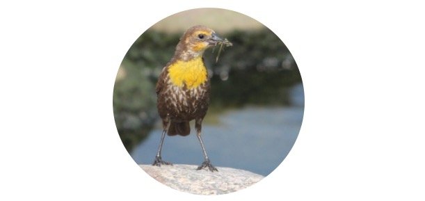 Oregon State Bird - Western meadowlark