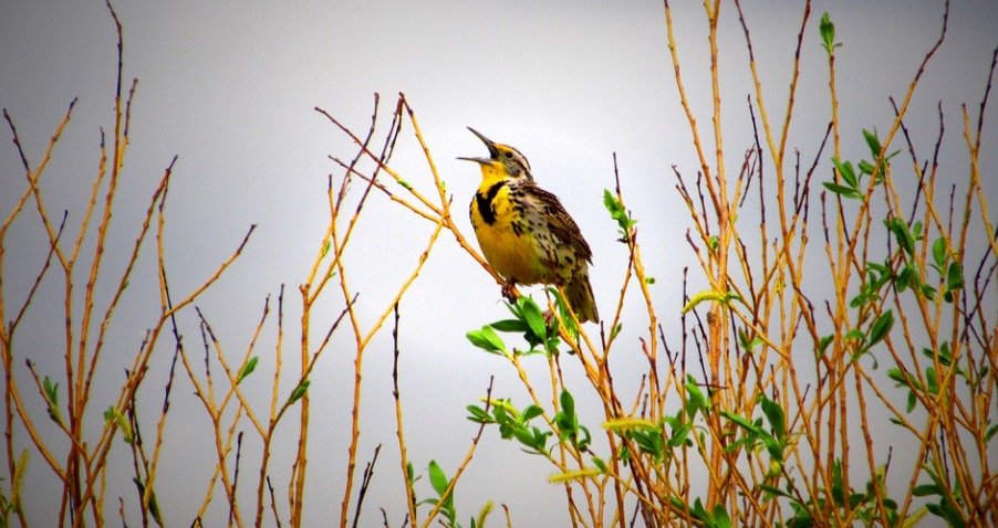 Oregon State Bird - Western Meadowlark