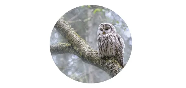 Owl Species in Arkansas