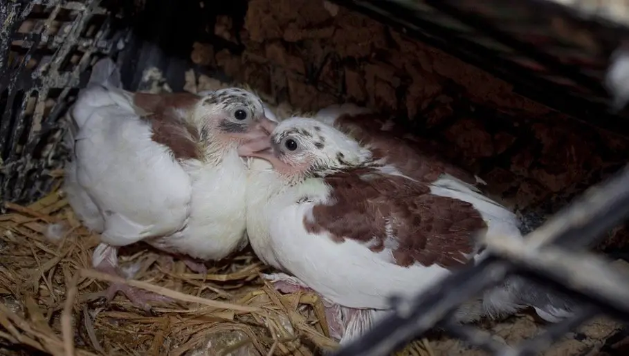 Pair of baby pigeons