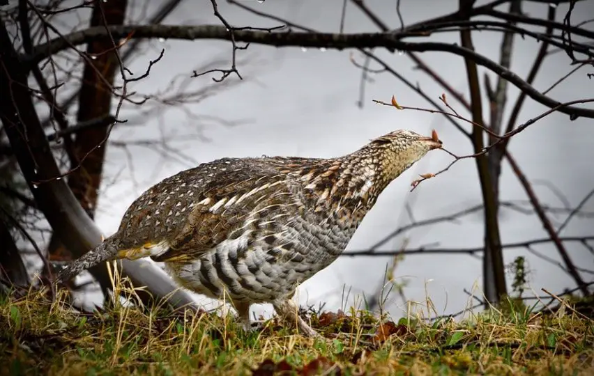 Pennsylvania State Bird - Ruffed Grouse