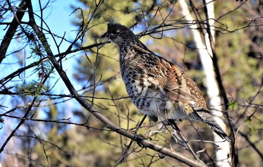 Pennsylvania State Bird - Ruffed Grouse