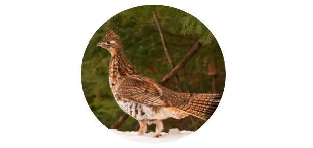 Pennsylvania State Bird - Ruffed Grouse