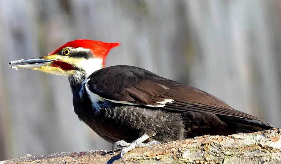 Pileated Woodpecker - Woodpeckers In Wisconsin
