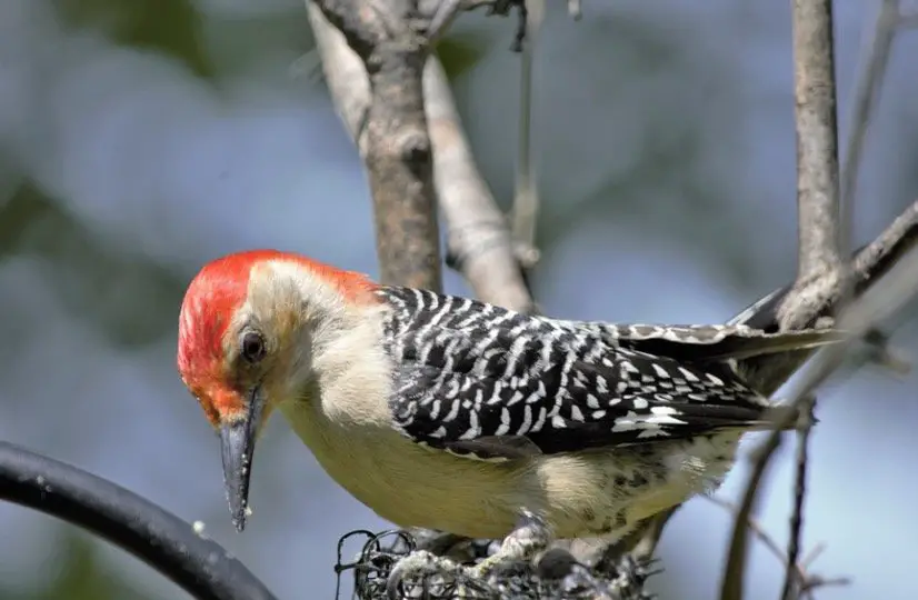 Red bellied Woodpecker - Woodpeckers In Wisconsin