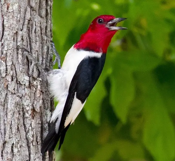Red headed Woodpecker - Woodpeckers In Wisconsin