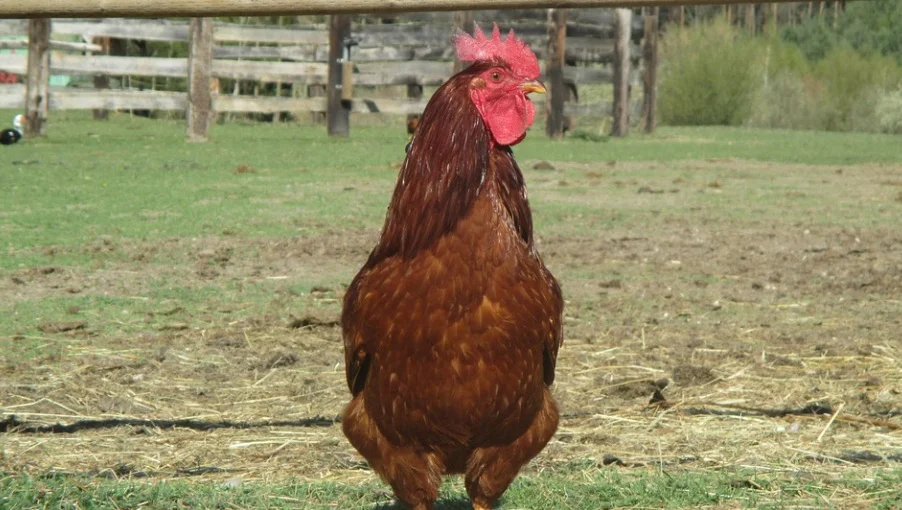 Rhode Island State Bird - Rhode Island Red Chickens 1