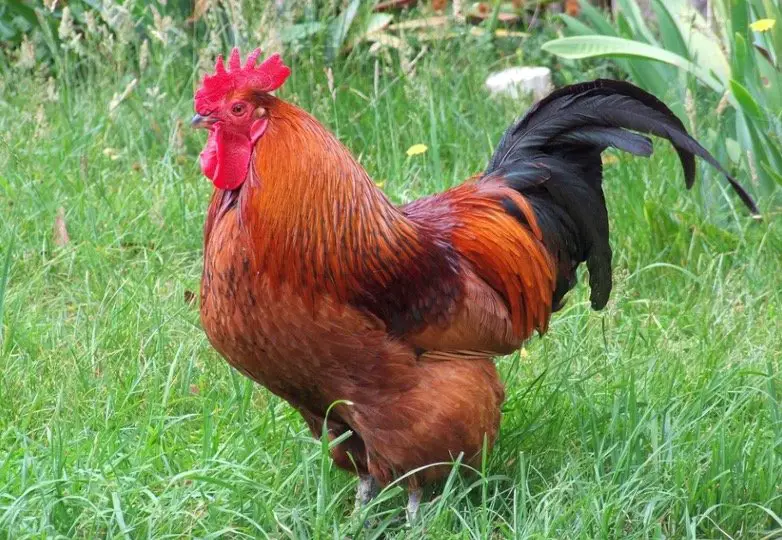 Rhode Island State Bird - Rhode Island Red Chickens 1