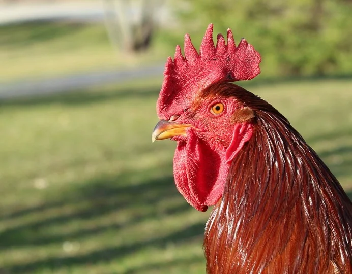 Rhode Island State Bird - Rhode Island Red Chickens 1