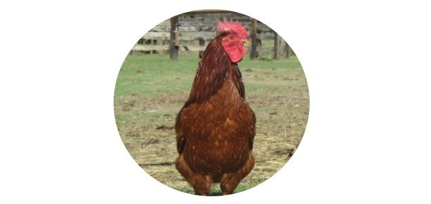 Rhode Island State Bird - Rhode Island Red Chickens