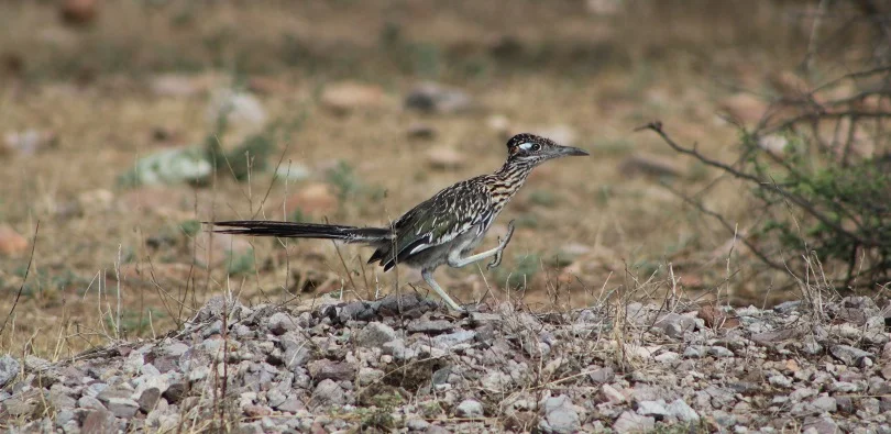 Roadrunners trying to jump or fly