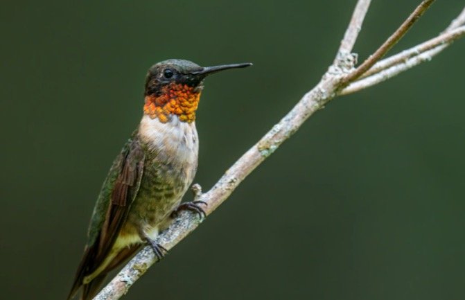 Ruby Throated Hummingbird In Georgia