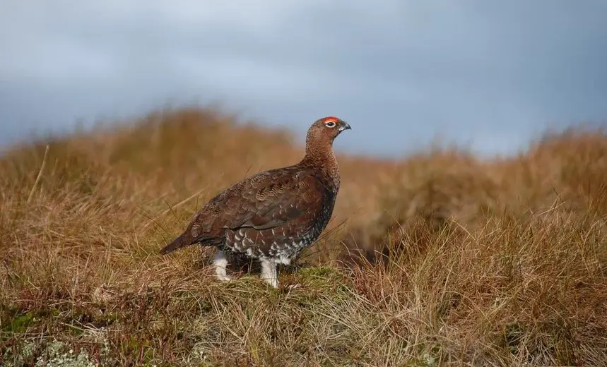 Ruffed Grouse