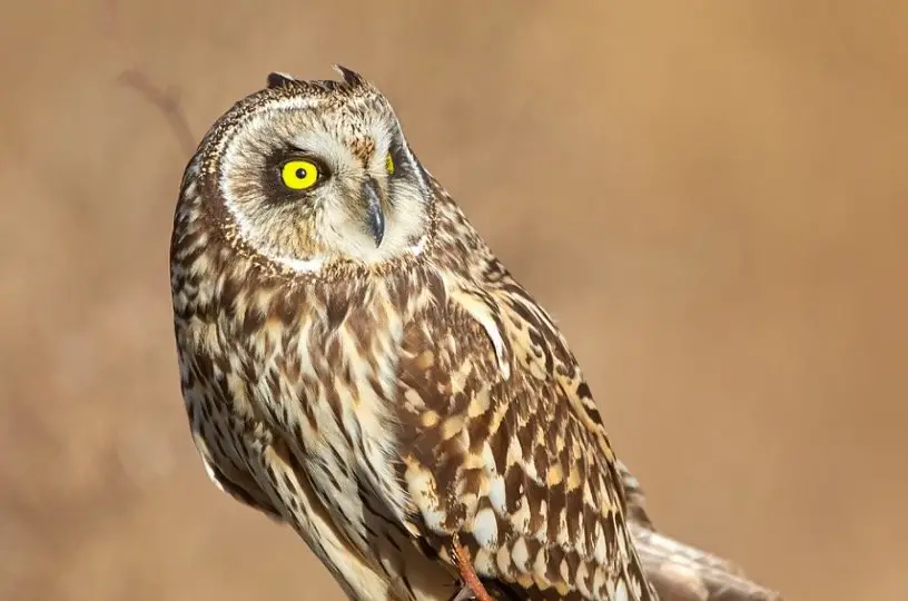 Short Eared Owl - Owl Species in Arkansas